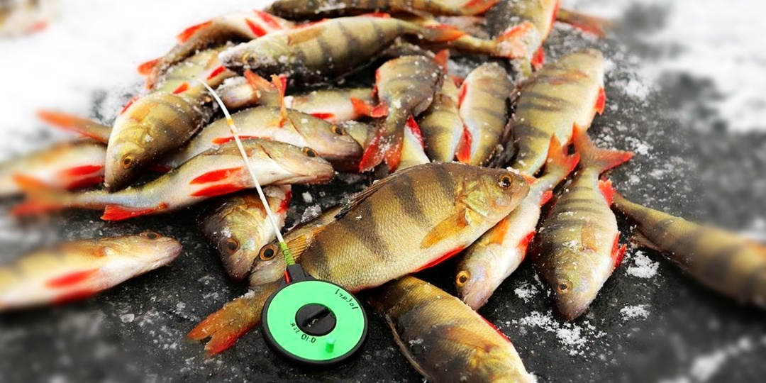 Техника ловли окуня на балду зимой: устройство снасти, выбор цветов и тактика проводки