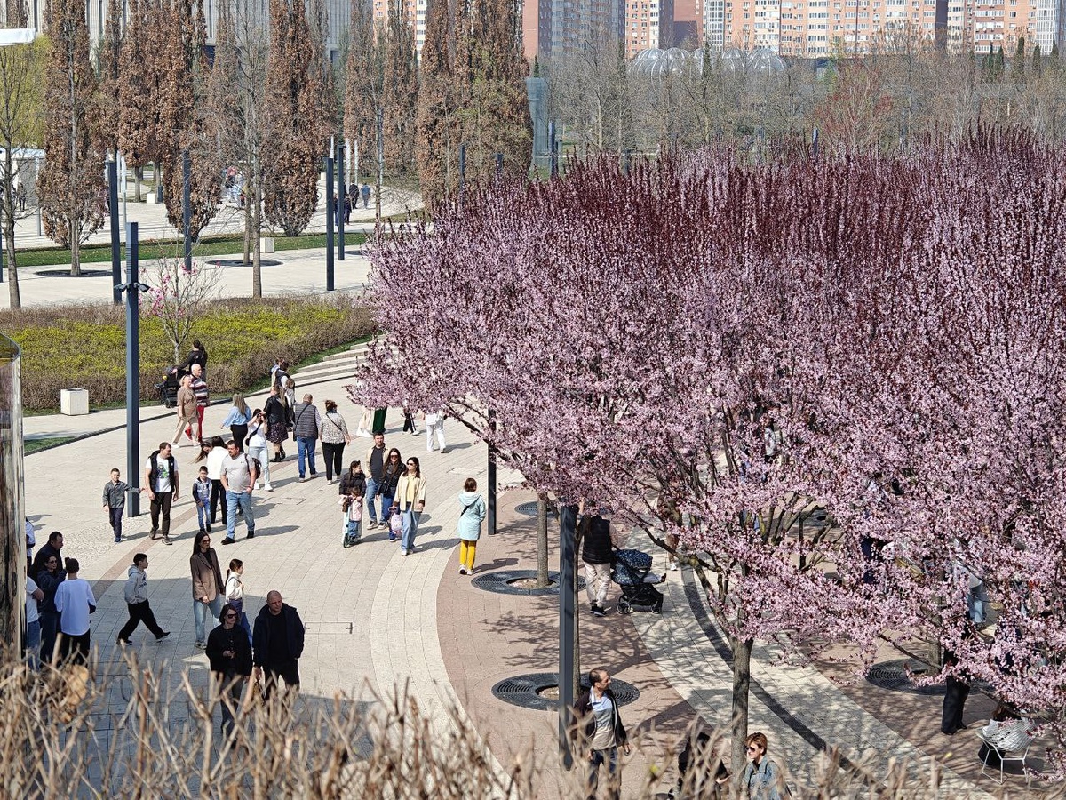    Фото: Юрий Серебренников/BFM Кубань