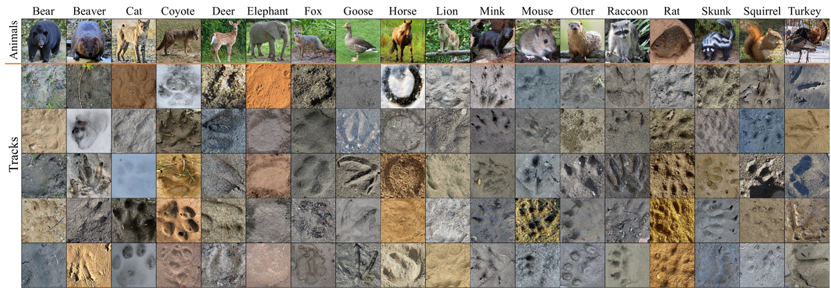 Набор данных OpenAnimalTracks