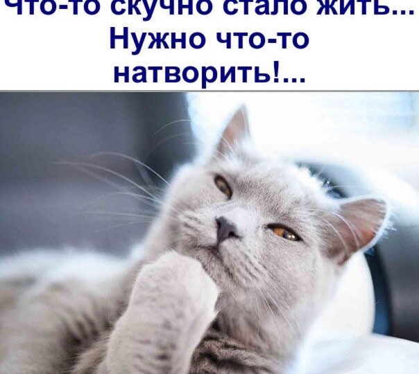 Котомемы, новая порция позитива