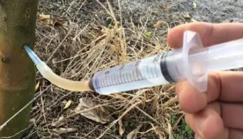 Иньекции в ствол - популярная практика для защиты деревьев от дефицита элементов питания, от болезней и вредителей, а также... для избавления от деревьев.