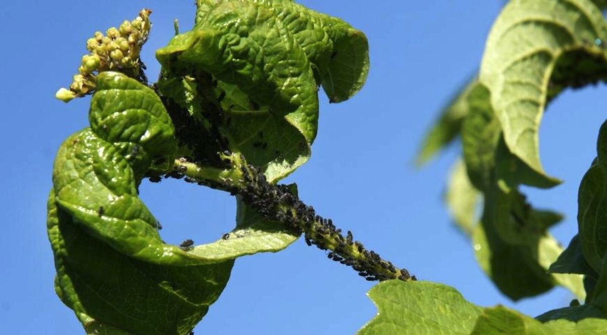 Засилие тли, фото из сети.