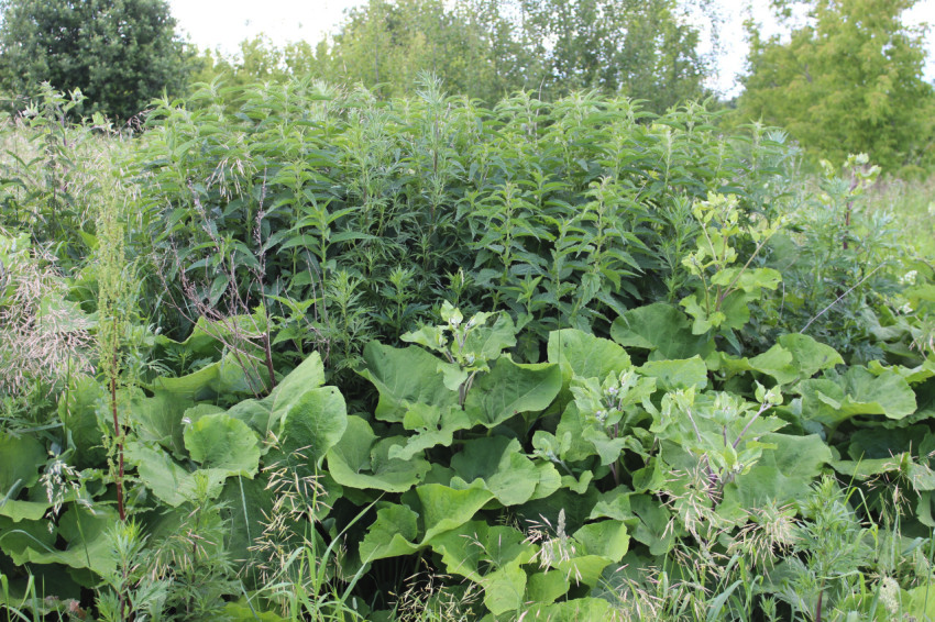 Бурьян средней полосы России.