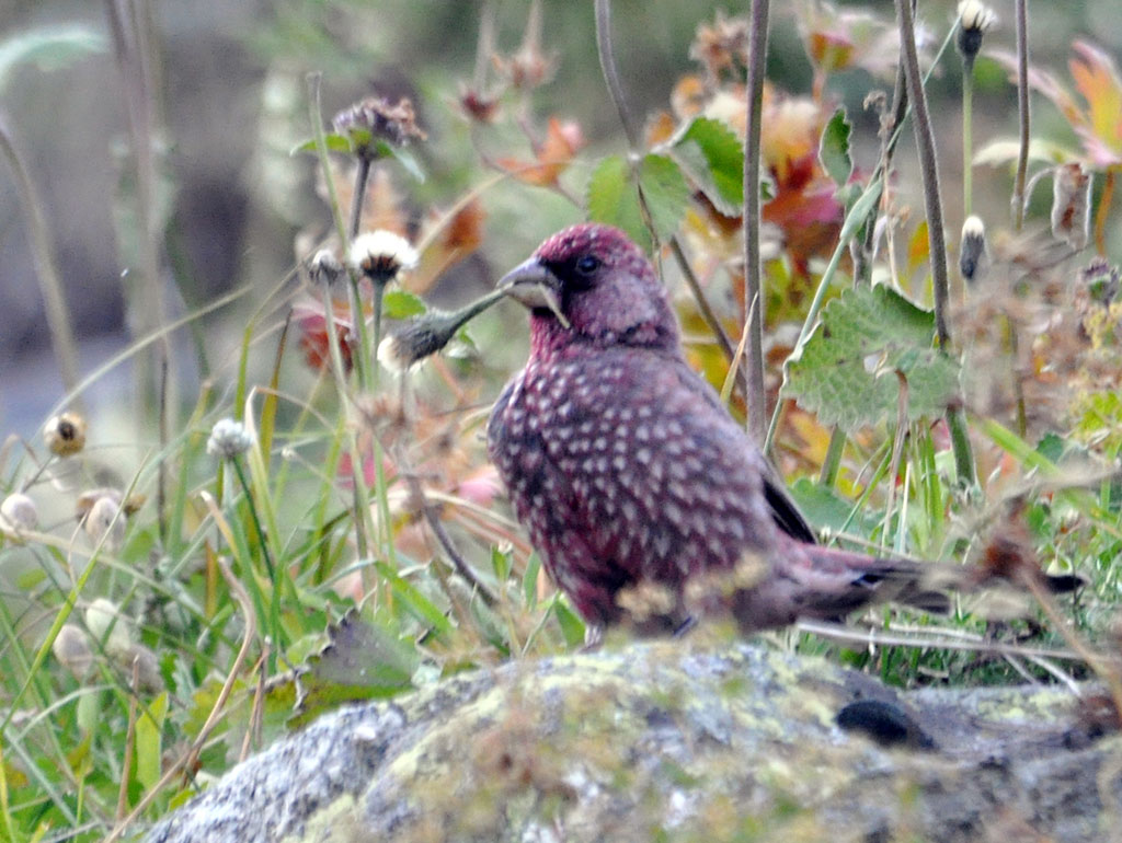 Большая чечевица