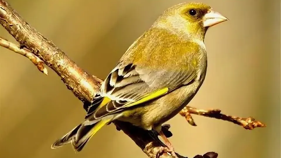 Вьюрковые - космополиты птичьего мира