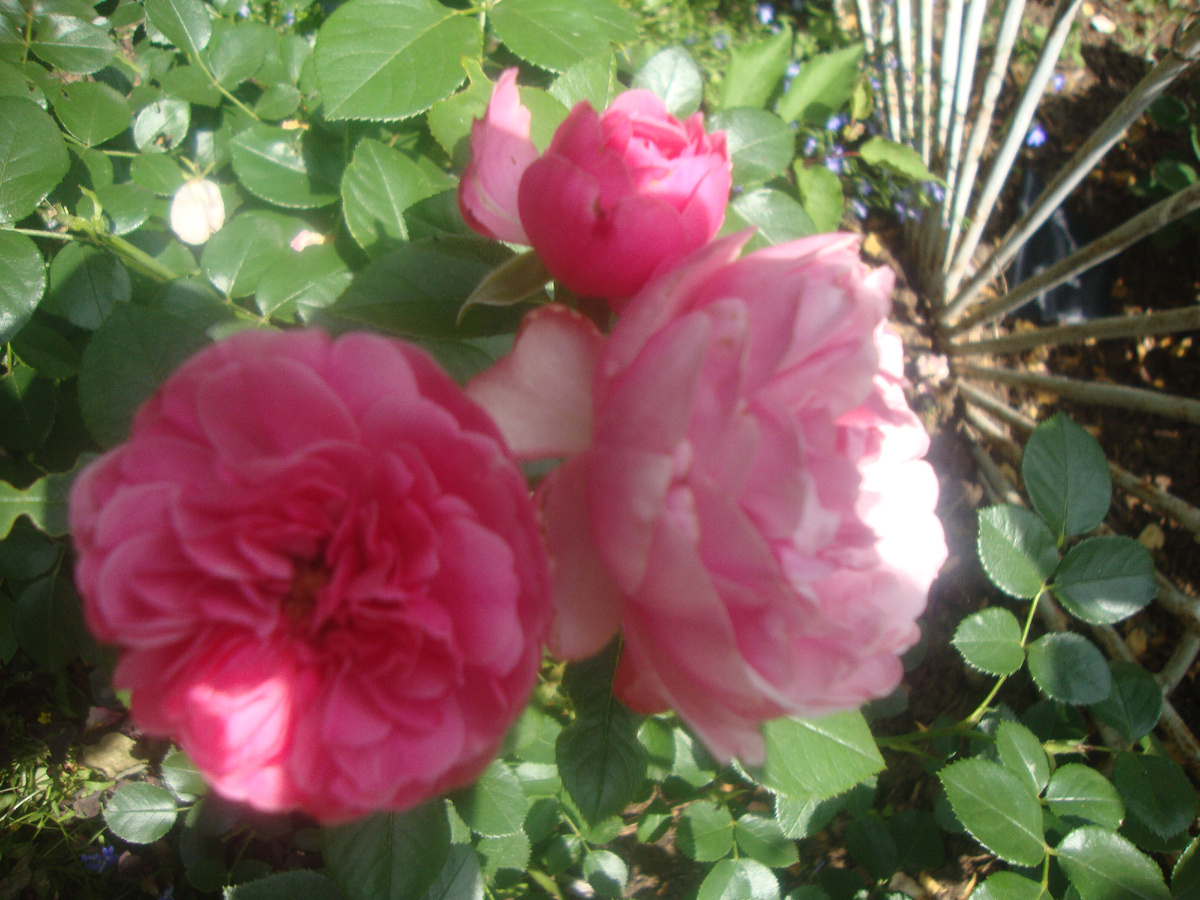 Леонардо да Винчи