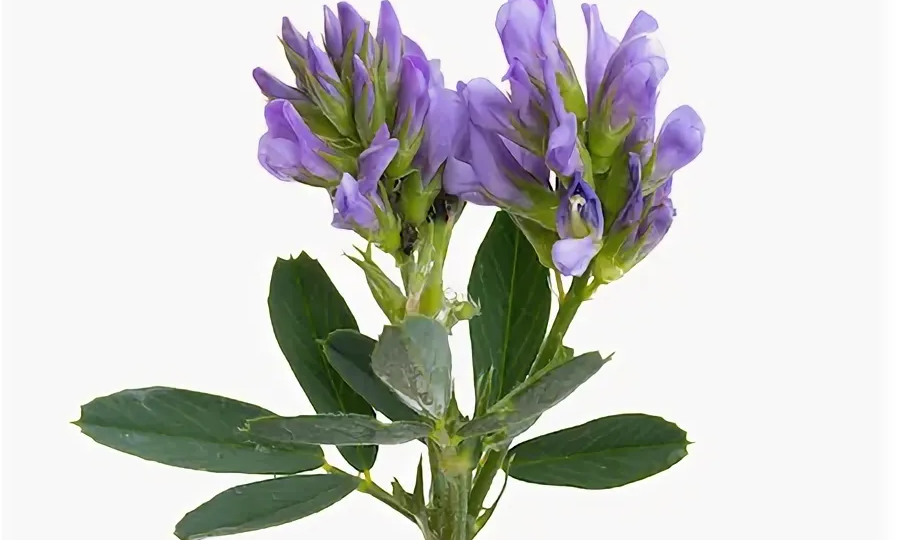 Среди множества растений люцерна, хоть и неприметная, а заслуживает особого внимания