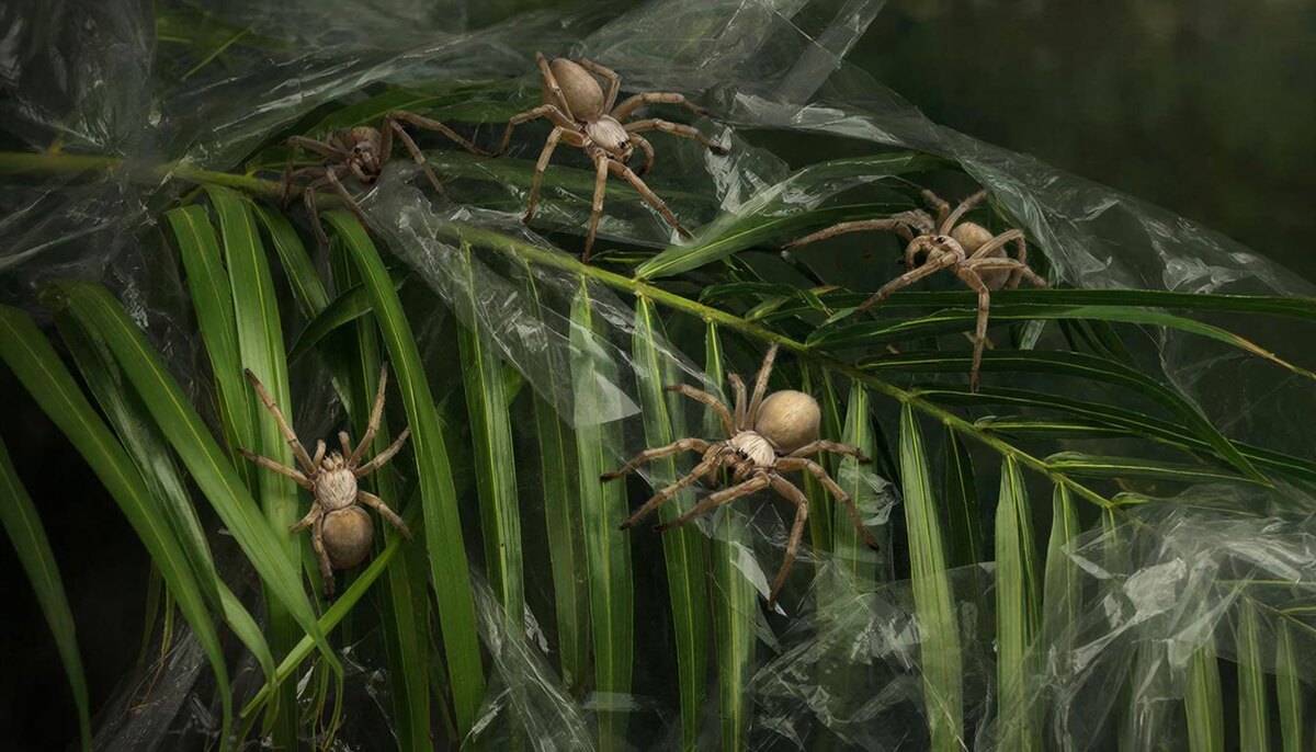 "Поучайте лучше ваших паучат!" - пел герой советского музыкального фильма, ремейк которого бомбит отечественный кинопрокат. А что там, у них, вдали, за рекой, а то и подальше? Мы ведь одним глазком всегда на них поглядываем. В промежутках между съёмками очередных ремейков.