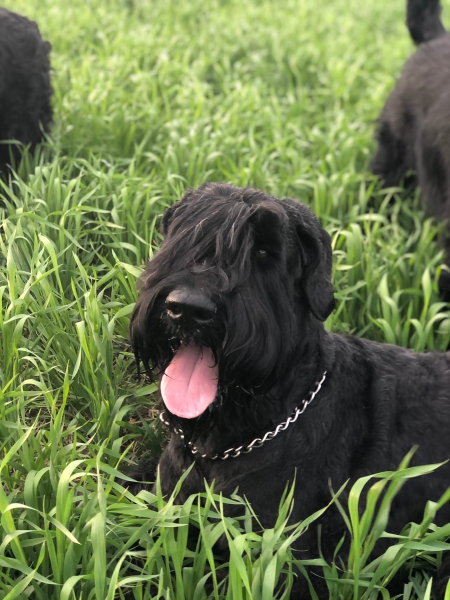 Мой любимка Астик. 