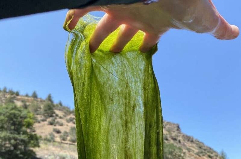    В водах западной части США появляется большое количество нитчатых водорослей, известных как FAB. Исследователи сообщают о находках этих растительноподобных организмов в выпуске журнала Ecology. Автор: Лорел Гензоли