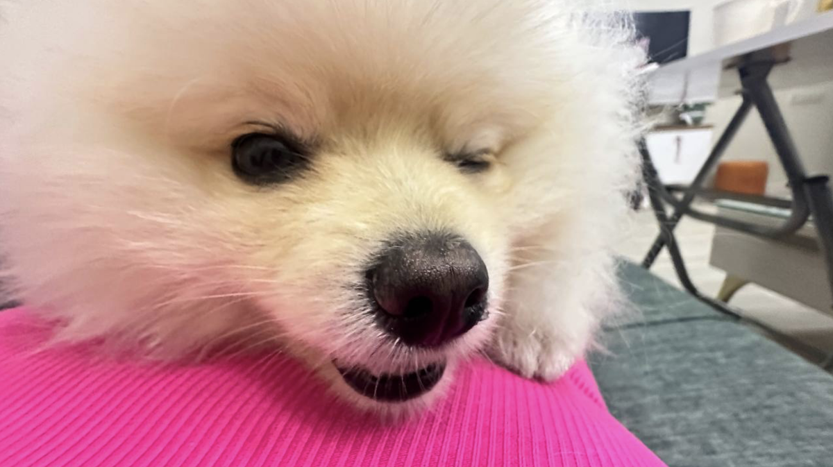 Арчик одобряет статью