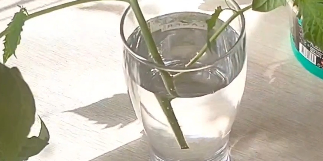 Китайский метод выращивания томатов