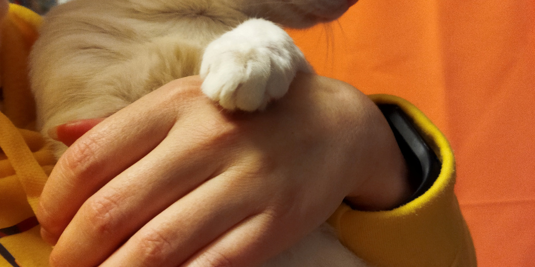 Барсик, Будь здоров!