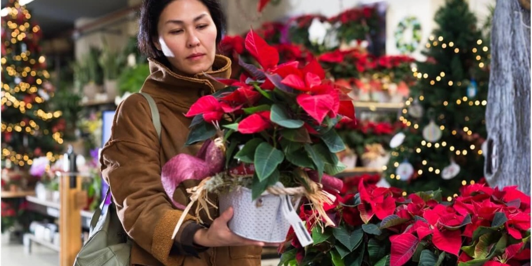 Зимние скидки и свежий ассортимент зимнецветущих культур в магазинах вызывают сильное желание приобрести новое растение в домашнюю