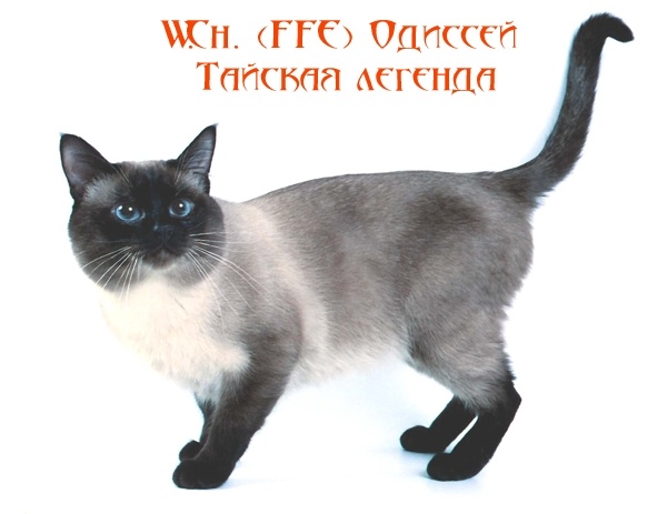 Для тех, кто совсем не знает историю тайской кошки, коротко