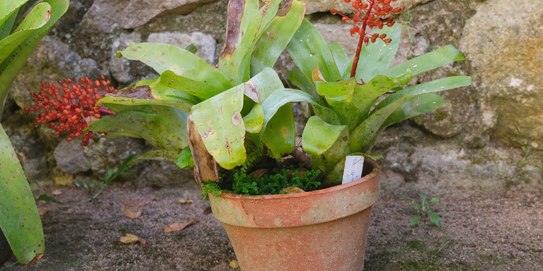 Кое-что интересное рядом с теплицей Парка Пена в Синтре