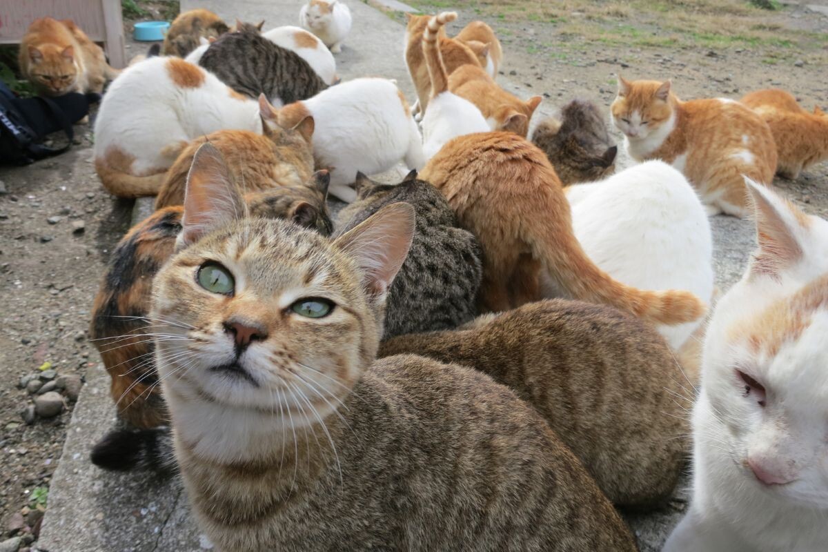 Колония кошек 