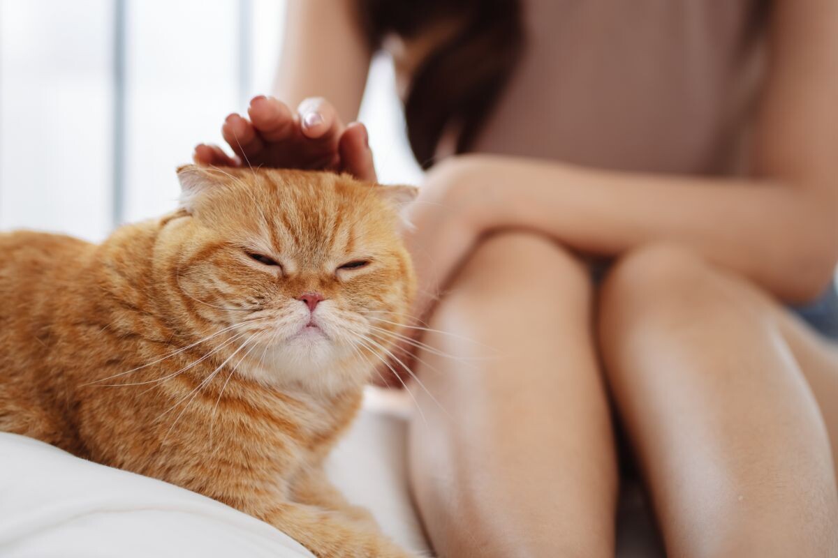 Кошки социальные животные или нет?