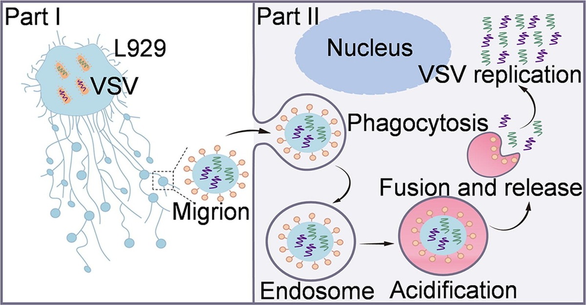    Графическая аннотация.