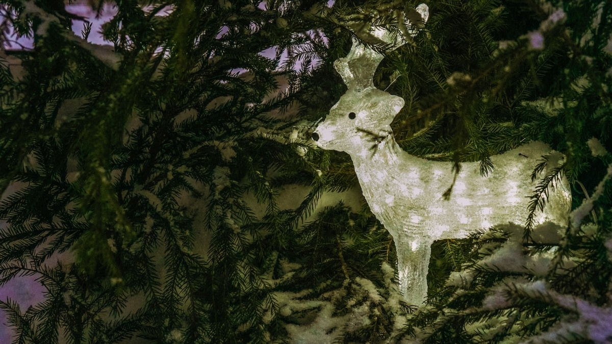 Светлана Мулыкина📷
