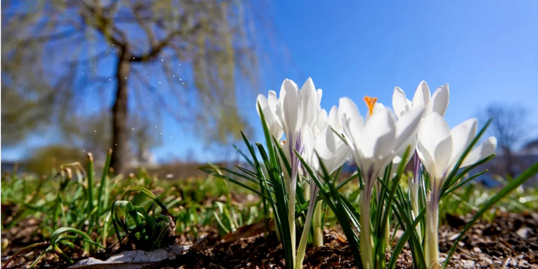 Природный календарь посадок. Сама природа говорит.🌿