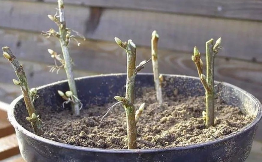 Размножение чёрной смородины зимними черенками