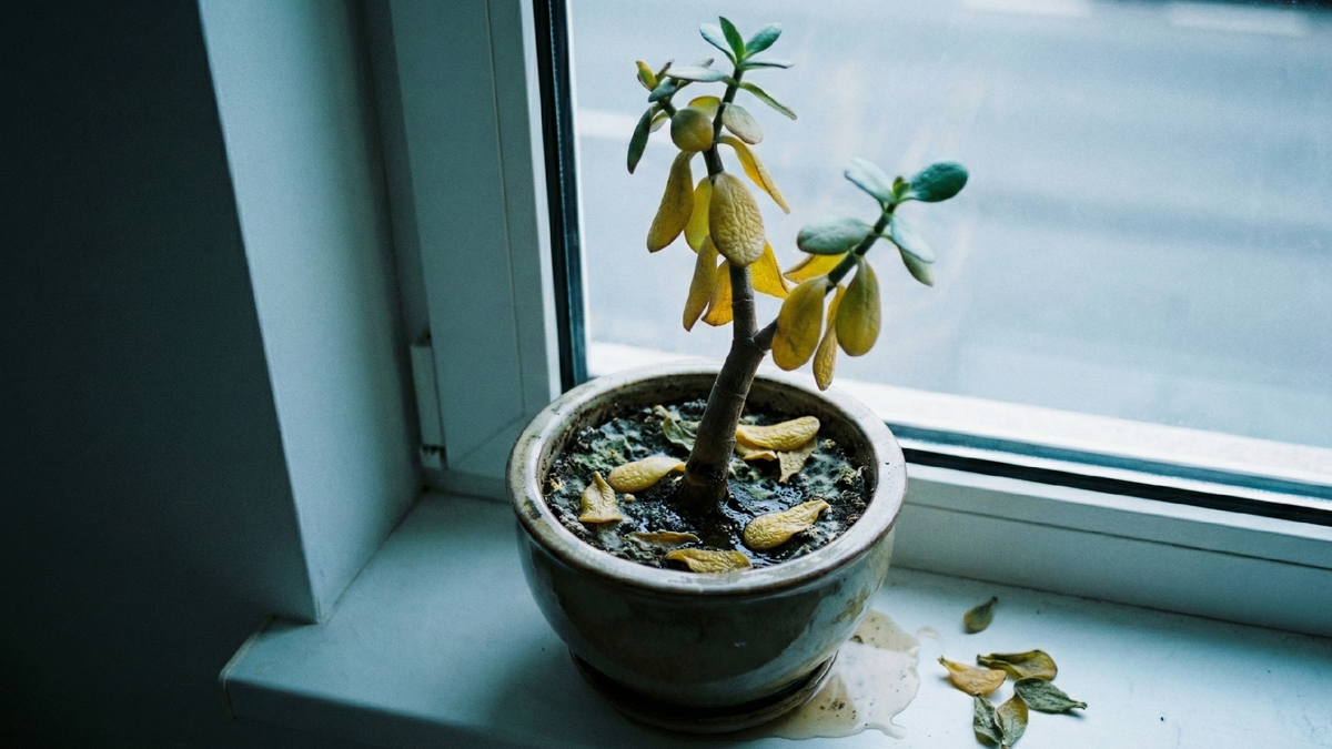 Почему гибнет толстянка