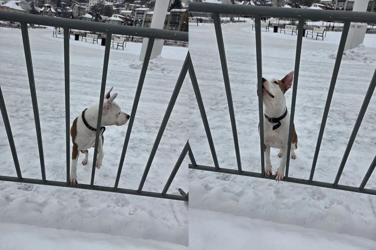     Фото: пресс-служба мэрии Воронежа