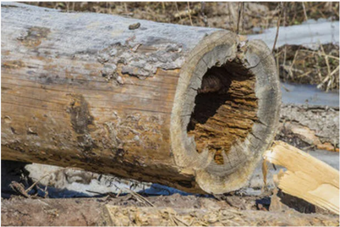 пустотелое бревно