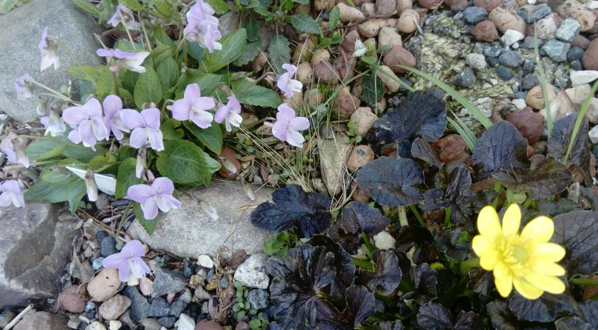 Через год, появились сеянцы(выше чуть видно). Справа - тоже отрава жизни садовода - лютик!