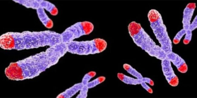 Хромосомы (фиолетовые) с теломерами (красные) на кончиках.  https://avatars.mds.yandex.net/i?id=e09c8803af5f718199a1049a0d829ca297be7928-2440567-images-thumbs&n=13 diannecassidyconsulting.com 