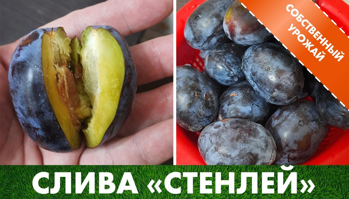 Собственный урожай сливы «Стенлей» на участке - в клетке саженцев