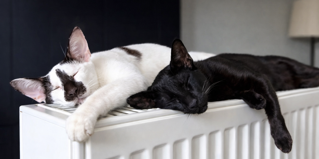 Я думала, что батарея — это нормально. Оказалось, для ориентала это проблема