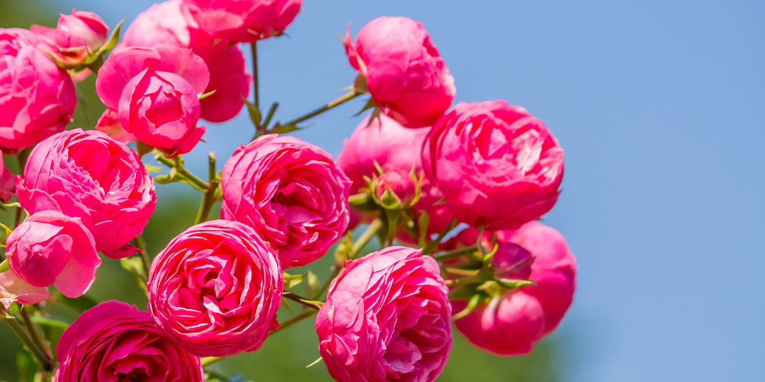 Идеальные сорта роз, которые я всем советую — яркие, компактные и стойкие