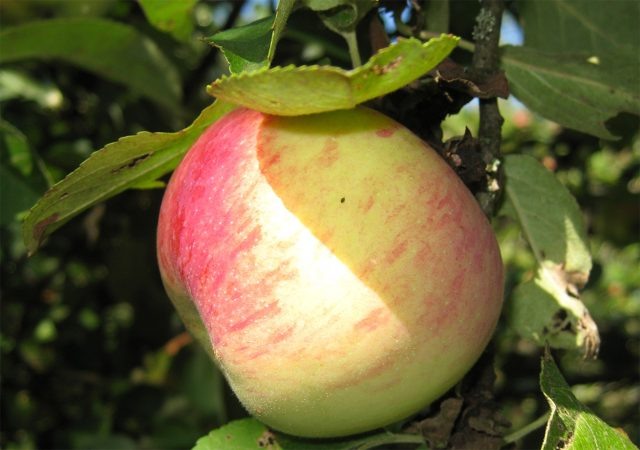 10 самых сладких сортов яблок для средней полосы  📷
