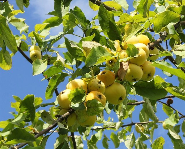 Золотая китайка ранняя. Раннеспелый мичуринский сорт. Яблоки мелкие, 30–40 г, жёлтые, кисловато-сладкие, медового аромата, сочные, лучше есть сразу после созревания. © Екатерина Колосова  📷
