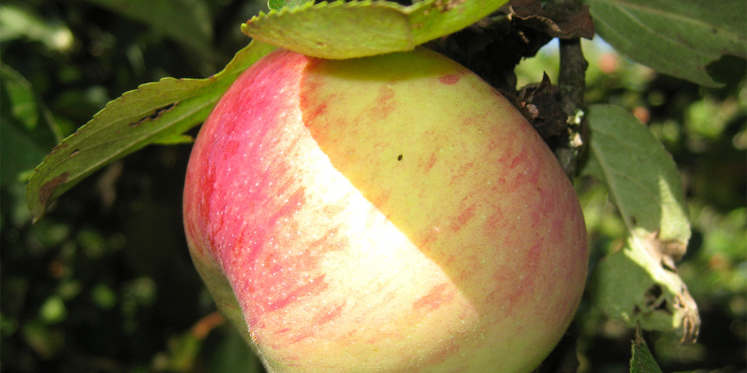 10 самых сладких сортов яблок для средней полосы