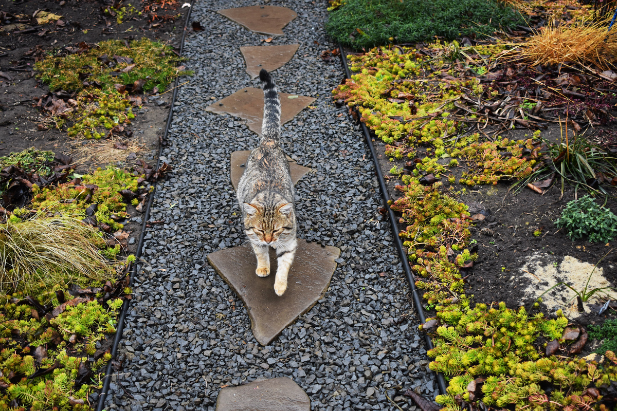 Идем гулять. По бокам дорожки очиток Ангелина
