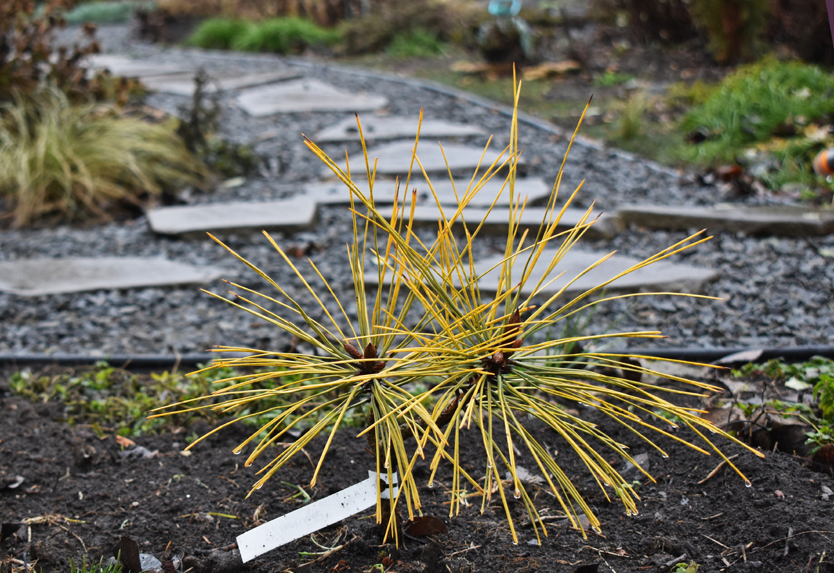 Сосна Джеффри "Misty Lemon"