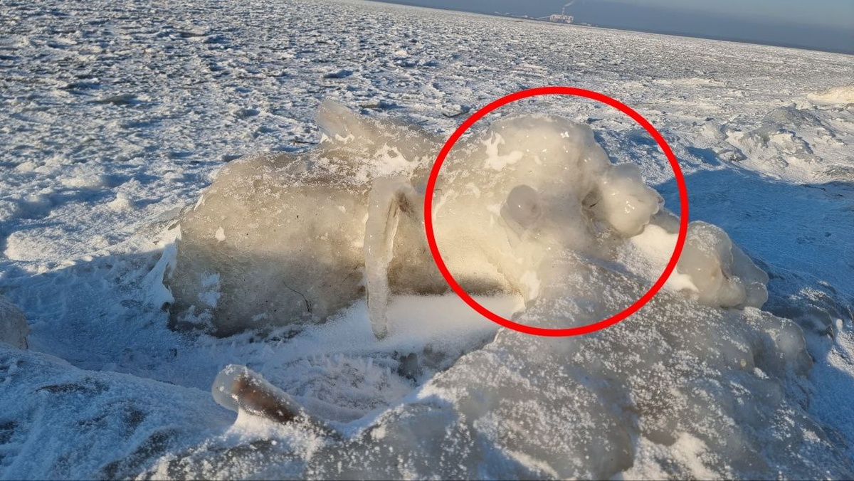 Другая увидела медведя🐻‍❄️