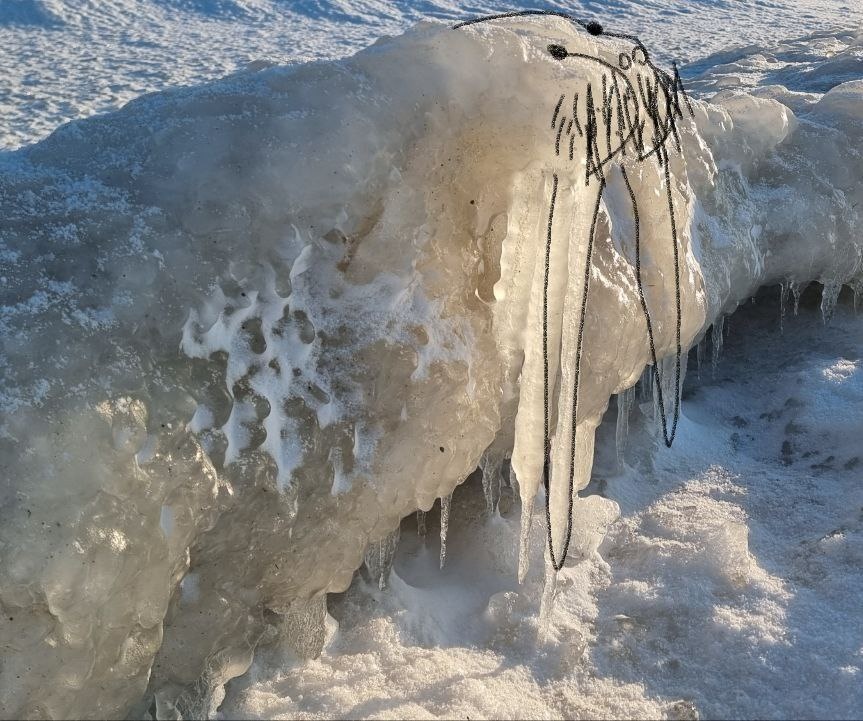 Одна моя подписчица увидела моржа🦭