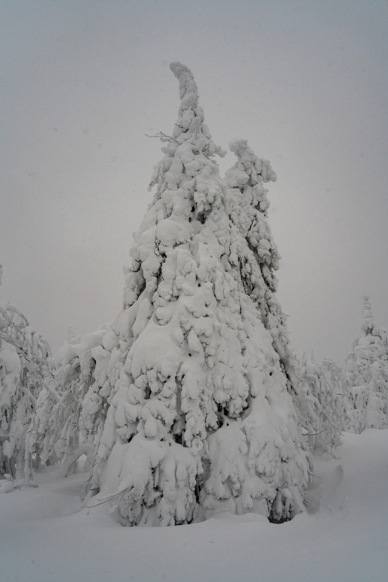 елки под снегом. Если иное не указано - фото автора