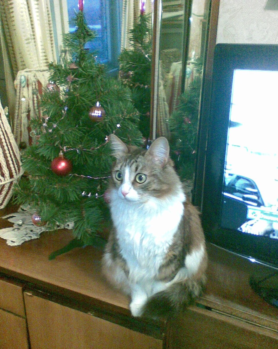 Знакомьтесь, наша бессменная Снегурочка - Ася! 