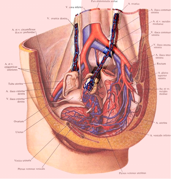 фото из интернета