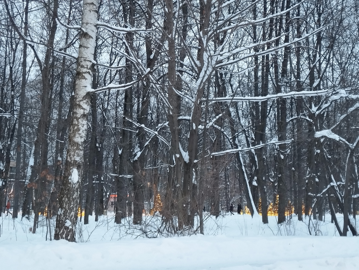 Январь в Сокольниках. ЗДЕСЬ и далее фото автора и(или) из личного архива автора, если не указано иначе.