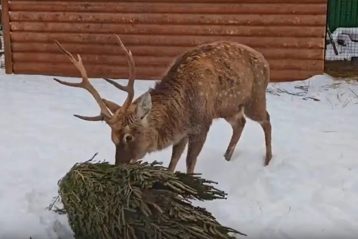    Фото: Ивановский зоопарк в "ВКонтакте", источник: i3vestno.ru