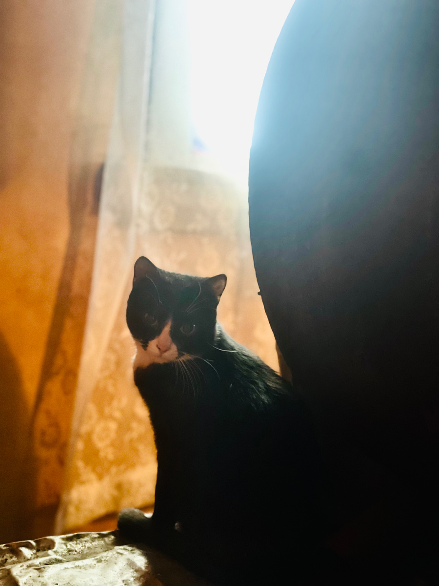 Инжир у печки