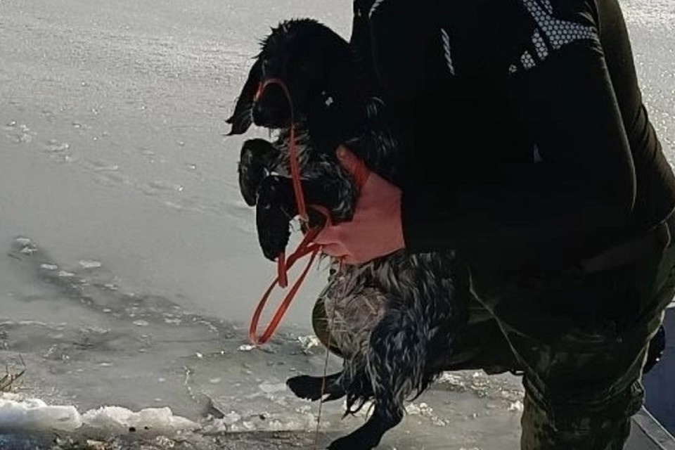    Собаку вернули хозяину. Фото: ГКУ РО «ПСС ВВ ТМ»