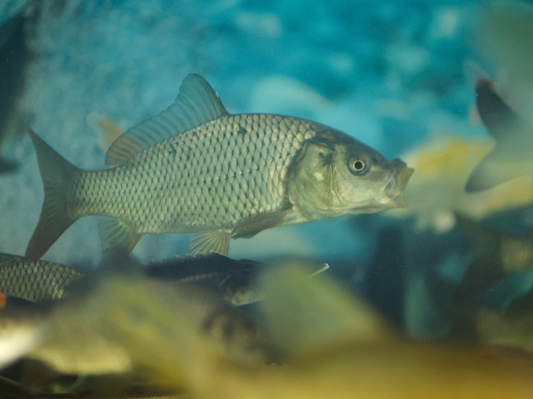     ФОТО: Belkin Alexey / news.ru / Global Look Press