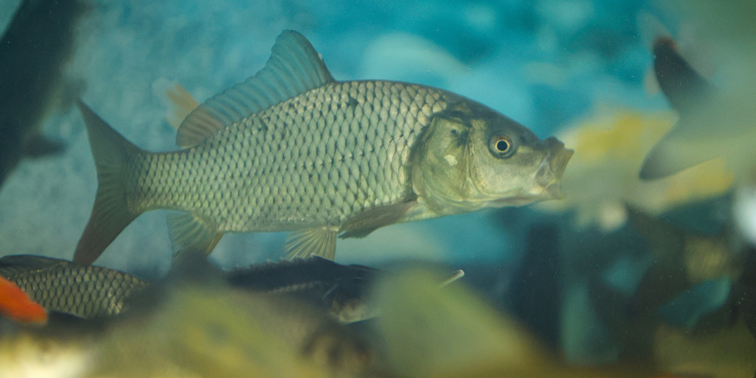 Китайские генетики создали карпа без мелких костей